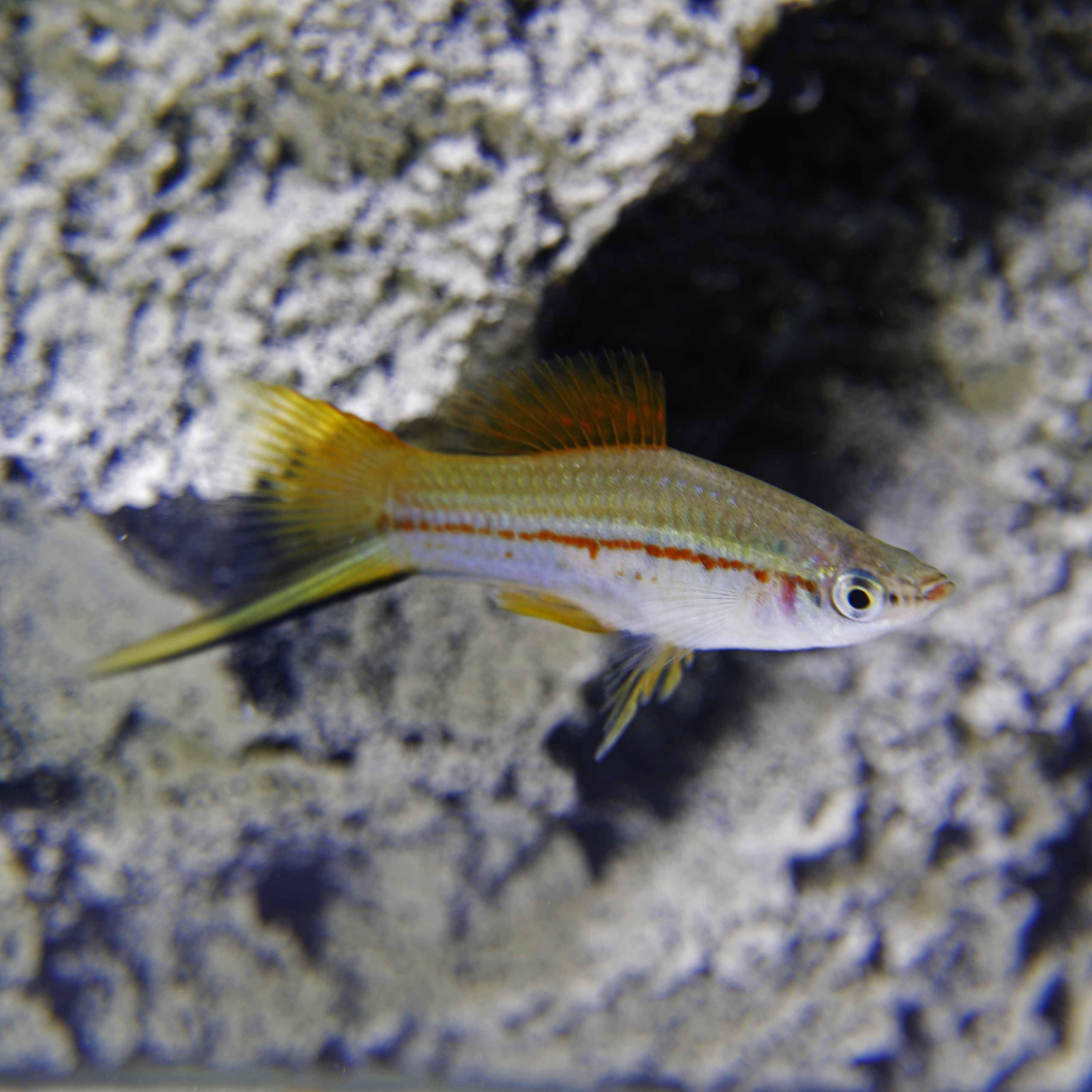 Xiph.helleri   Zwaarddrager groen ML